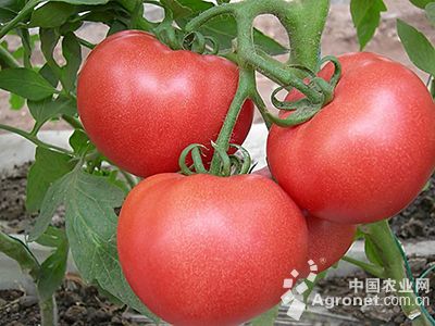 佳西娜西红柿种子