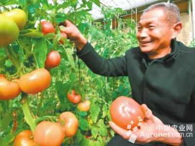 圆茄子的种植与管理