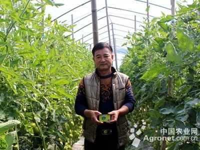 黑皮冬瓜高产种植技术