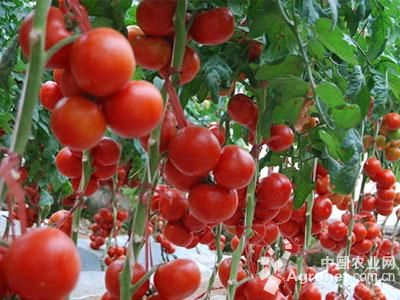宝石11号番茄种植技术