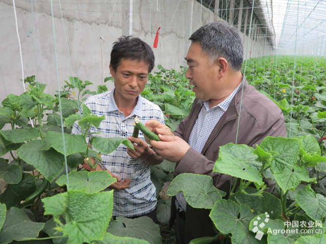刀豆种植栽培方法
