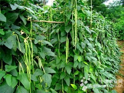 红托竹荪种植基地在什么地方