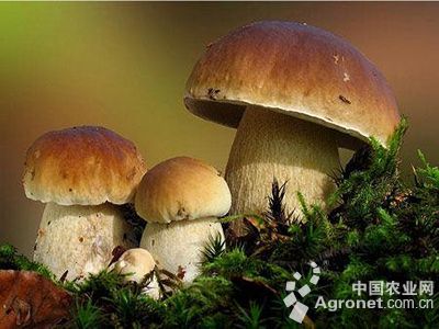 银盘蘑菇种子公司
