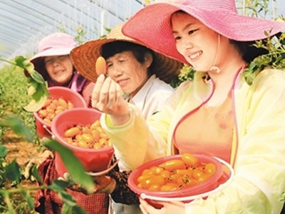 苏州青白菜种子