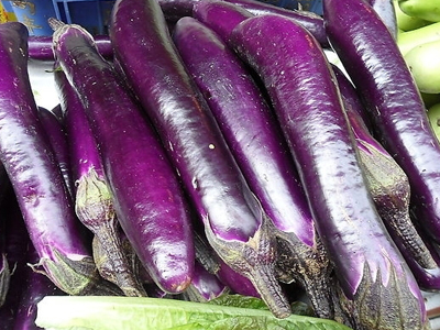 紫扁豆什么时间种植