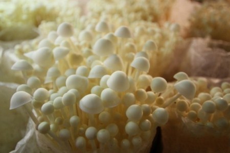 虎奶菇施肥技术