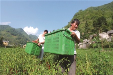 绿凯西葫芦种植方法