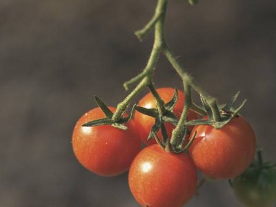 草莓西红柿病虫害及防治