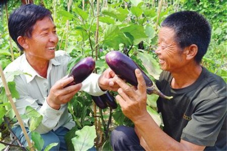 紫花白土豆供应信息