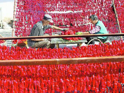 红辣椒种子生产基地