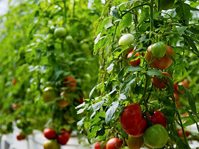 萨普番茄育苗技术