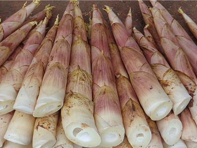 紫玉米育种技术
