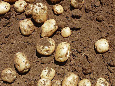 春土豆种植技术与管理