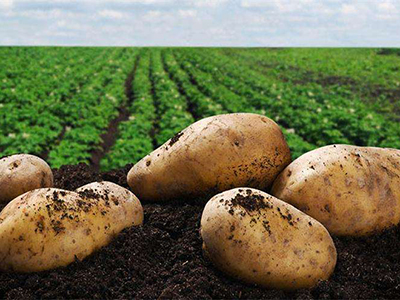 超荷15土豆种植技术