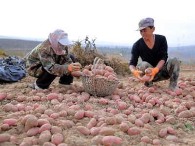 秋红薯种植技术