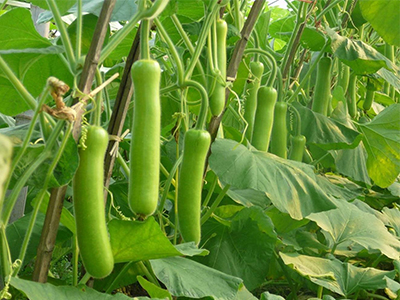 竹丝长茄种植技术