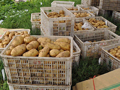 荷兰15土豆种价格