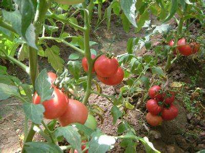 西红柿病虫害图谱及防治